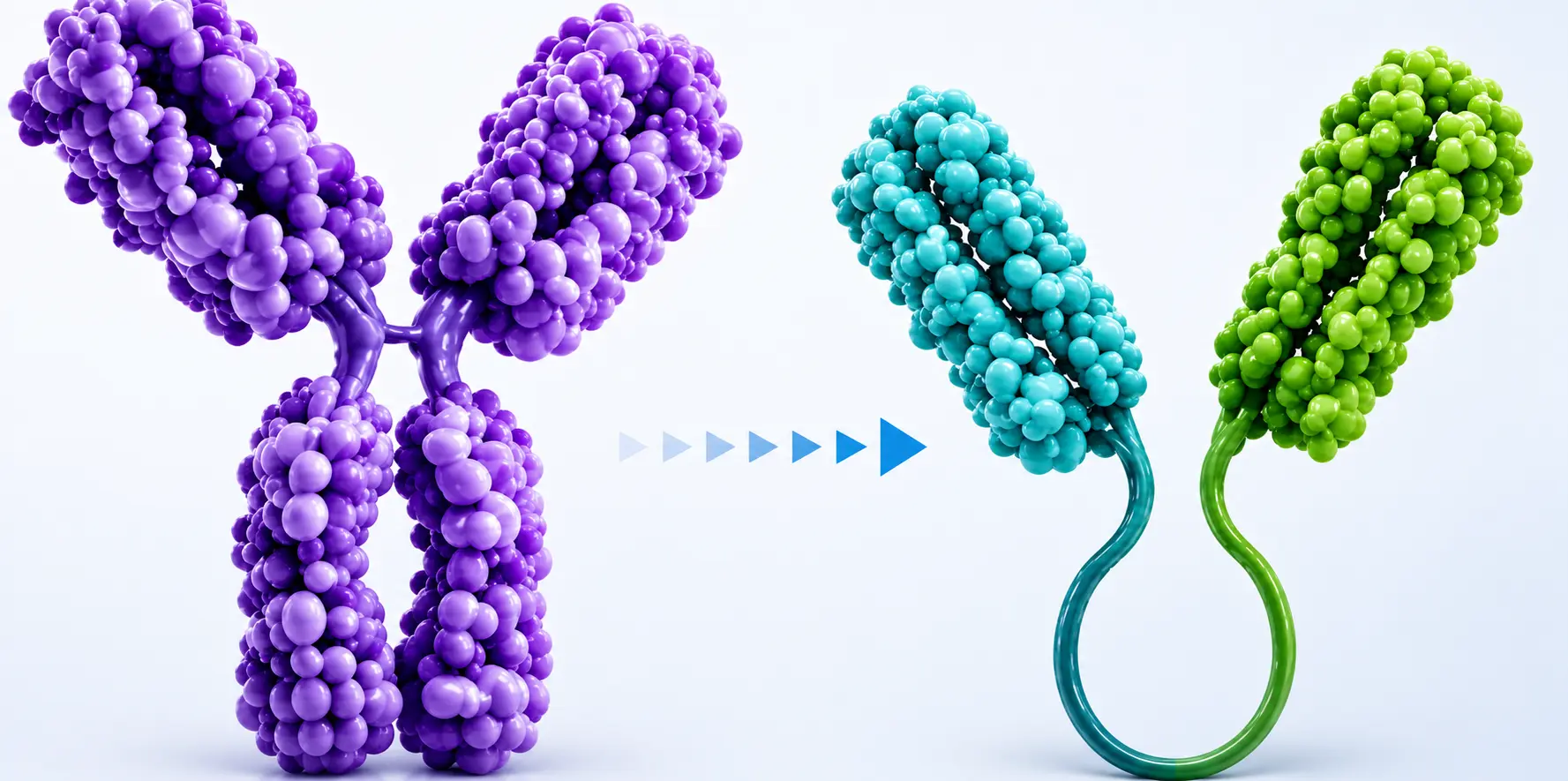 Antibody Conversion